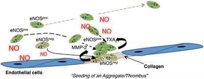 Advances in Platelet Subpopulation Research